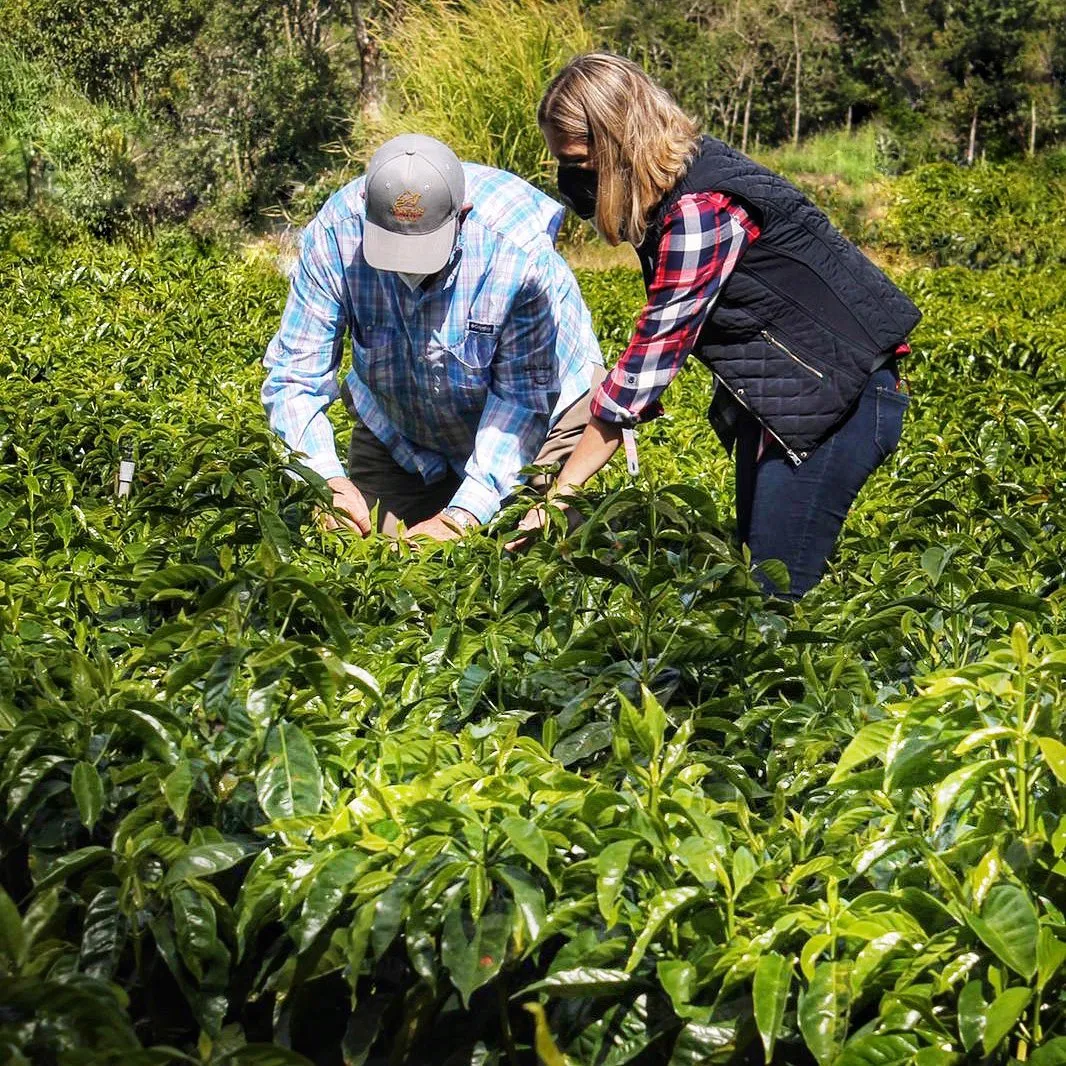 巴拿馬詹森瑰夏日曬豆深度解析｜從種植到風味全方位指南