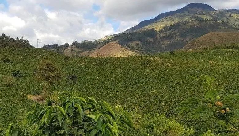 哥倫比亞娜玲瓏產區風味揭秘與奧博拉赫莊園轉型歷程