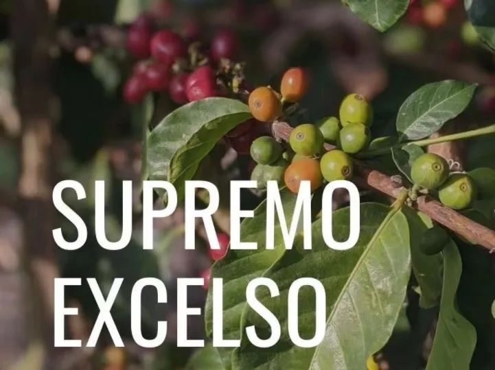 哥倫比亞咖啡生豆分級全解析:Supremo與Excelso怎麼分?瑕疵計算法一次搞懂
