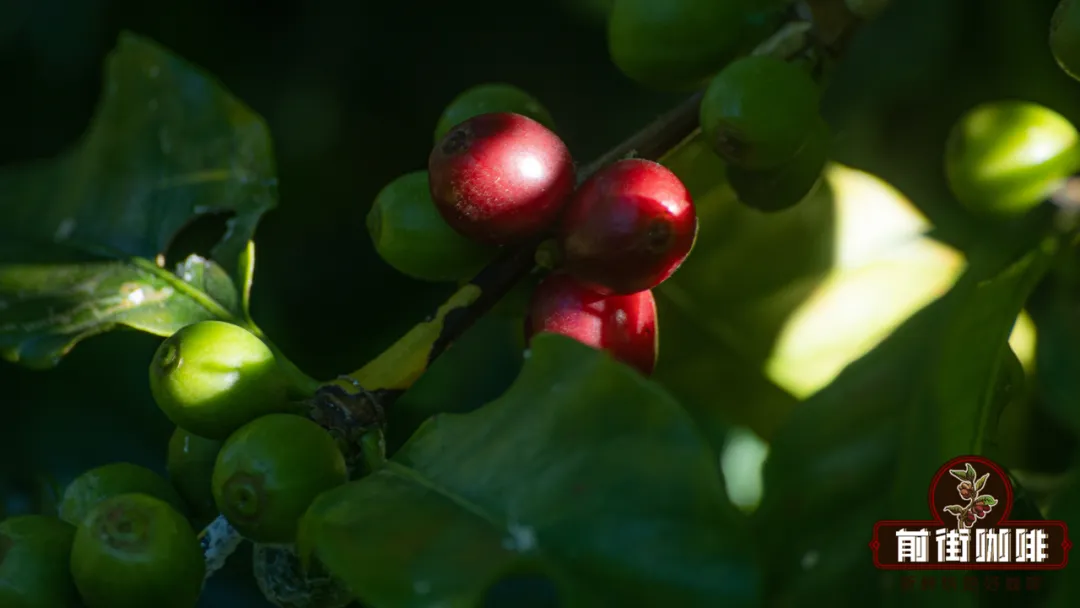 咖啡樹產量全解析：一年結幾次果？一畝地能收多少生豆？
