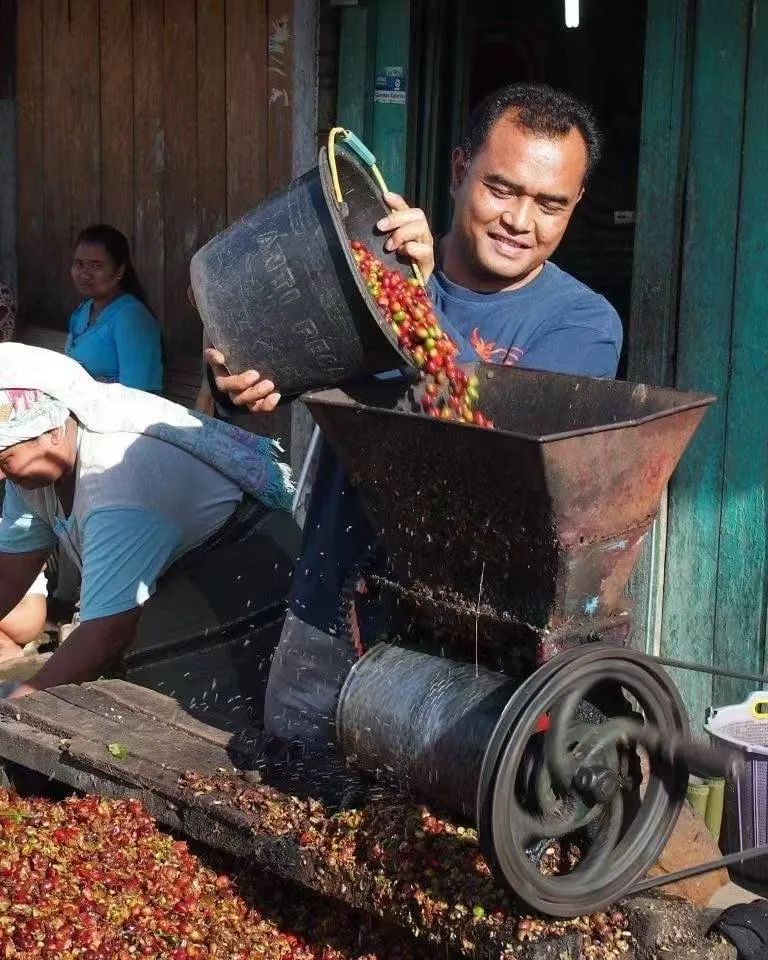 印尼曼特寧獨特風味背後：濕刨處理法全解析