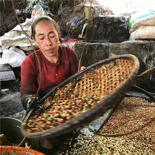 印尼曼特寧獨特風味背後：濕刨處理法全解析