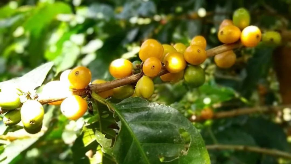 哥倫比亞希望與藍色山丘莊園：瑰夏日曬風味與高海拔種植全攻略
