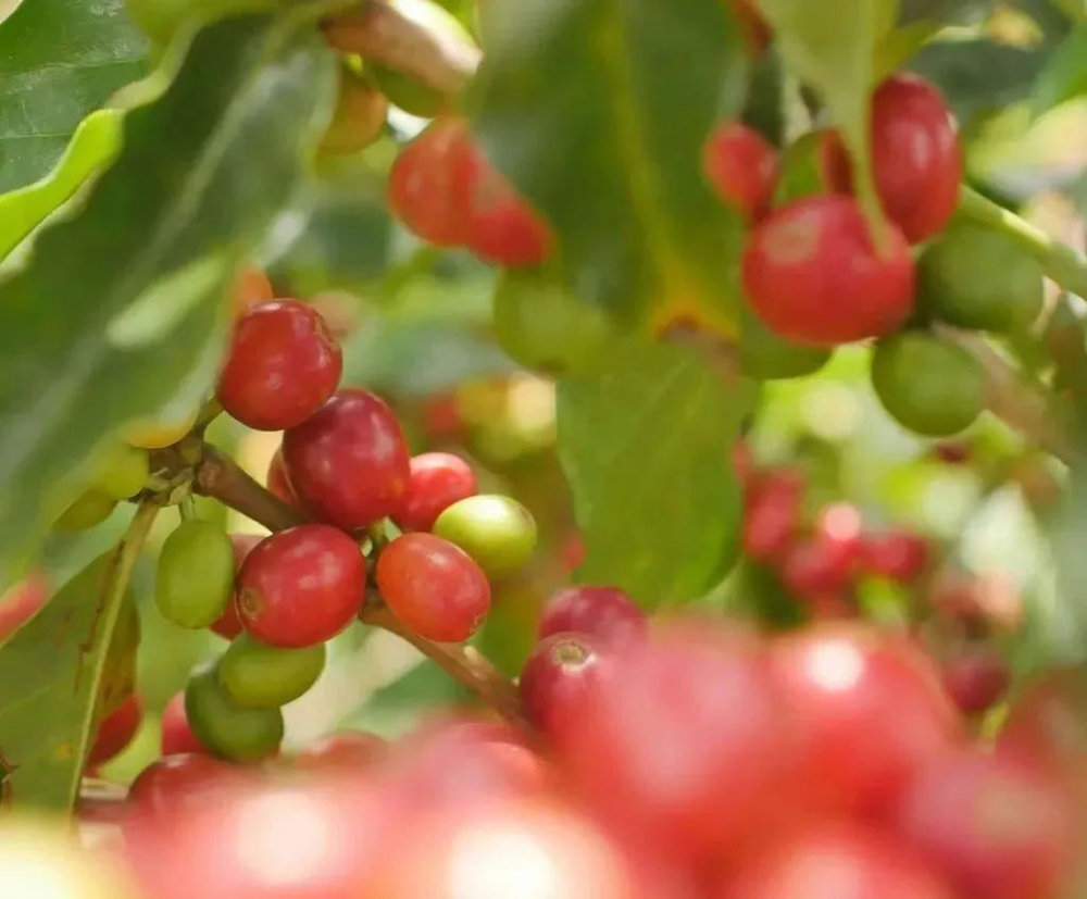 波旁咖啡豆是什麼？紅黃波旁風味差異與種植演進全解析