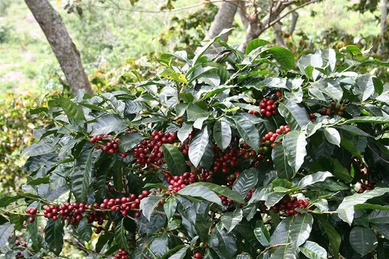 巴拿馬卡託瓦莊園：日曬卡杜拉怎麼沖？風味與萃取參數全解析