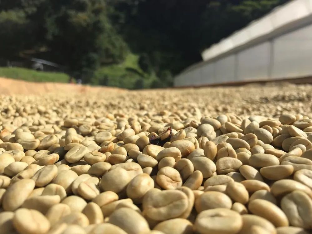 巴拿馬卡託瓦莊園：日曬卡杜拉怎麼沖？風味與萃取參數全解析