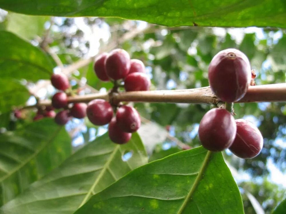 翡翠莊園瑰夏分級詳解:紅標綠標藍標風味差異與選購指南