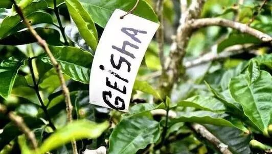 翡翠莊園瑰夏分級詳解:紅標綠標藍標風味差異與選購指南