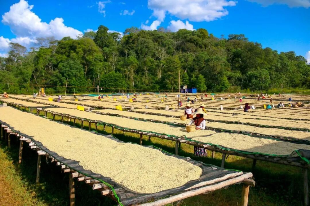 非洲、拉美與亞洲三大咖啡產區風味特點及代表豆種全解析