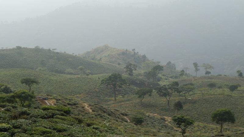 大吉嶺紅茶品種與產地解析：山茶屬三大類與風味關鍵