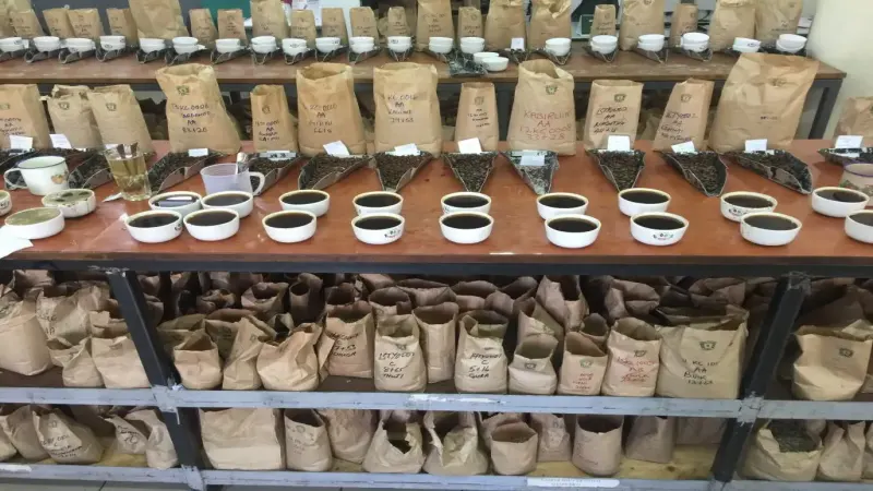 肯尼亞咖啡豆8大等級怎麼分？教你挑出最適合手沖的等級