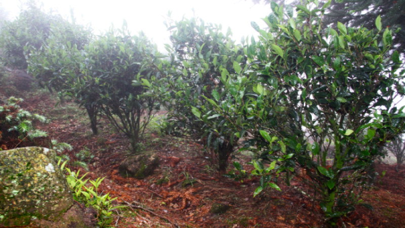 鳳凰單樅玉蘭香風味解析｜烏崬山炭焙工藝與品鑑關鍵
