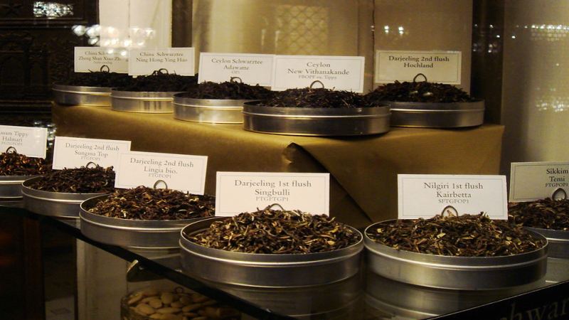 大吉嶺格倫本茶園導覽｜海拔與季節對紅茶風味的影響