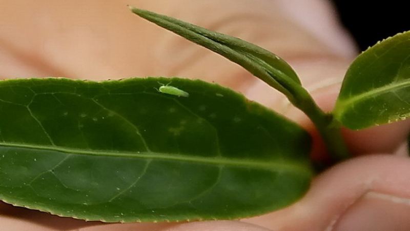 臺茶18號與青心大冇差異解析：蜜香紅茶的蜜香來源與製茶挑戰