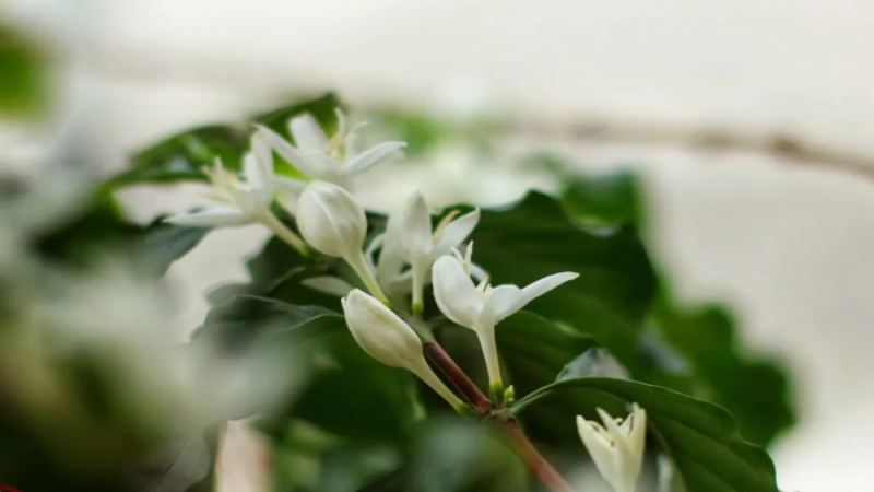 居家種植咖啡樹指南：從盆栽實踐看海拔溫度與關鍵養護技巧