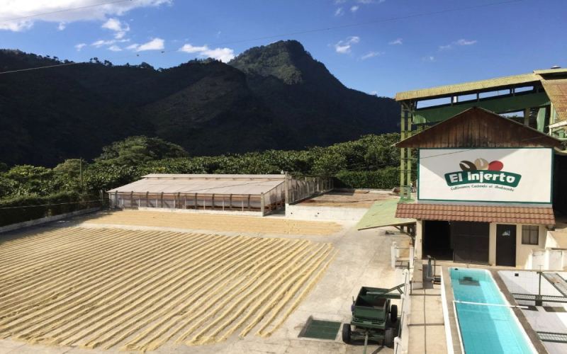 危地馬拉咖啡風味解析：茵赫特莊園瑰夏與帕卡馬拉品種全指南