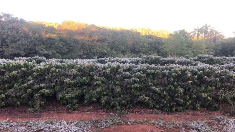 巴西咖啡豆庫存緊缺 ICE擬釋放兩年前陳豆穩定市場