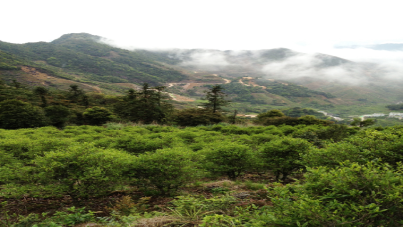 喜茶烏龍茶種類大揭密：高山烏龍與凍頂烏龍有何不同？