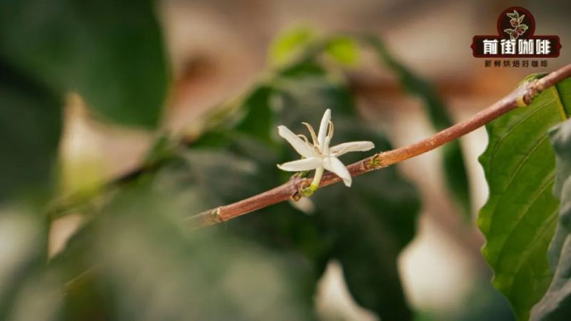 羅布斯塔豆怎麼喝？產區、風味與手沖參數完整教學