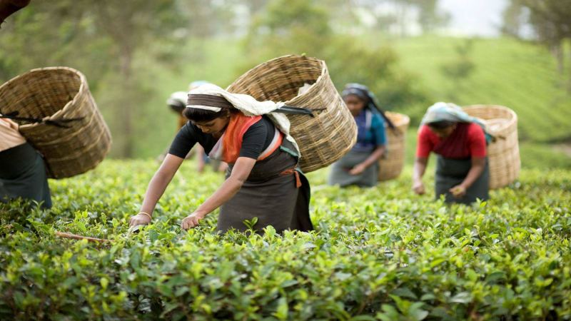 尼泊爾 vs 大吉嶺紅茶：喜馬拉雅山區兩大產區風味與歷史全解析