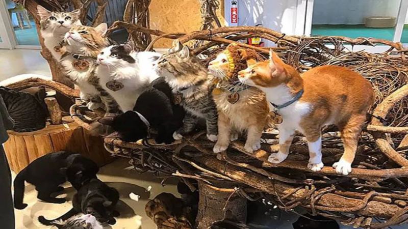泰國動物咖啡廳獅子輕咬遊客事件解析與安全建議