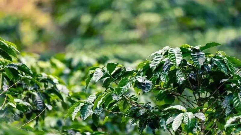 咖啡品種｜瑰夏咖啡與藍山咖啡各有什麼特點？波奎特瑰夏和水洗藍山一號衝煮後呈現哪些風味口感？