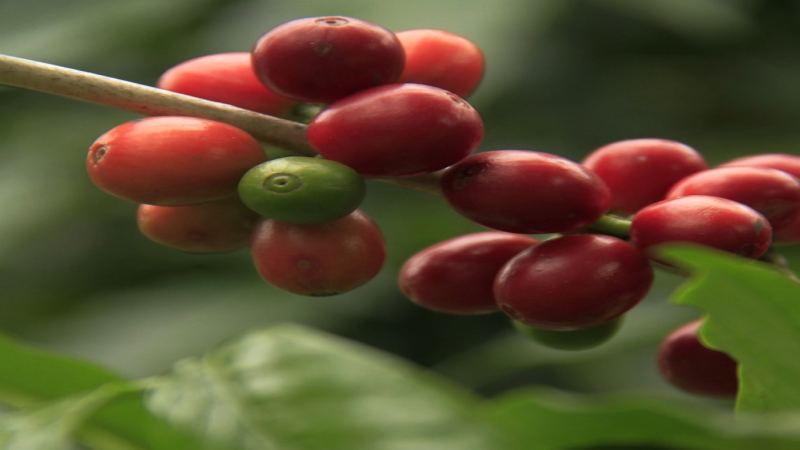 咖啡葉銹病：一場改變品種格局的病害