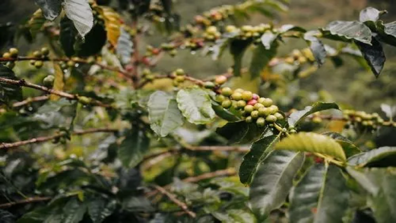 哥倫比亞蕙蘭瑰夏水洗豆解析：分界線莊園種植與手沖建議