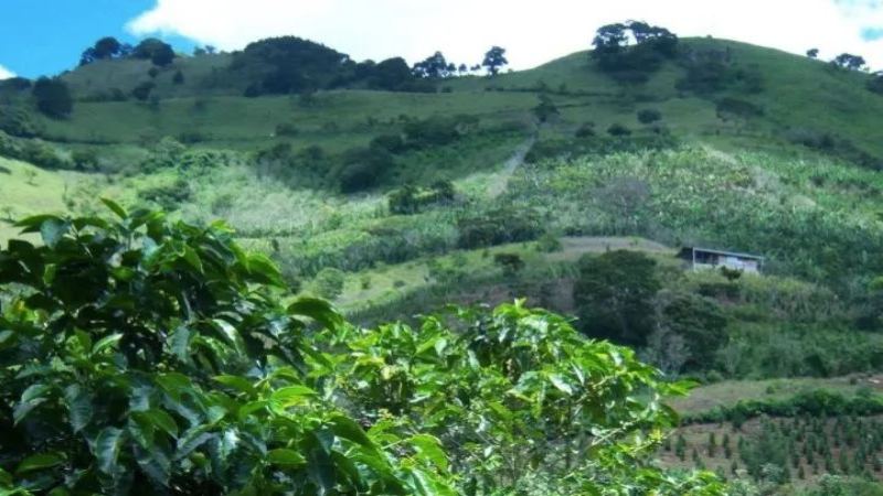 哥斯達黎加塔拉珠與巨石莊園：風味特色與海拔種植解析