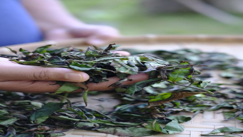 印度阿薩姆烏龍茶創新工藝：從柴火烘焙到本土花香窨製全解析