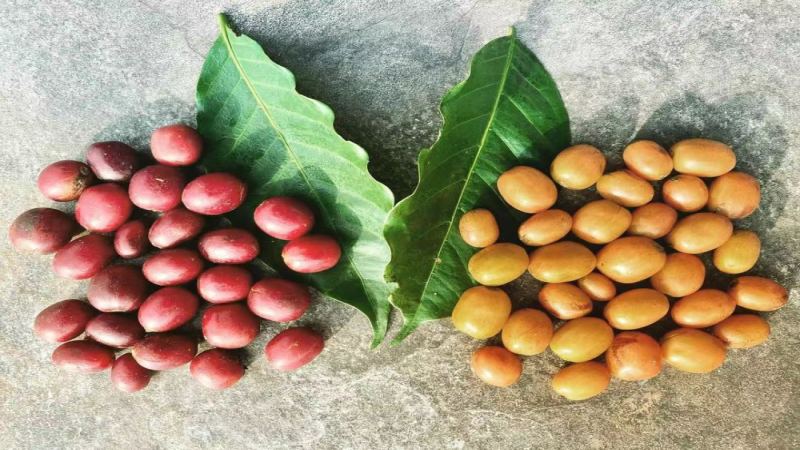 哥倫比亞雲霧莊園咖啡品種探源：Sudan Rume與瑰夏的風味之旅