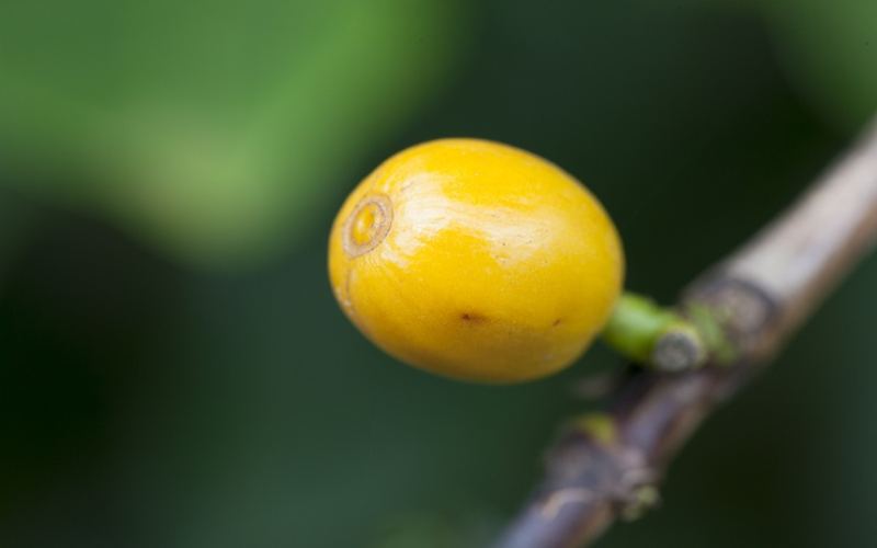 深烘咖啡豆怎麼選：三款適合手衝的醇厚風味