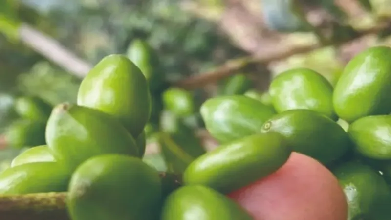 哥倫比亞木瓜咖啡品種全解析：風味特色與種植潛力指南