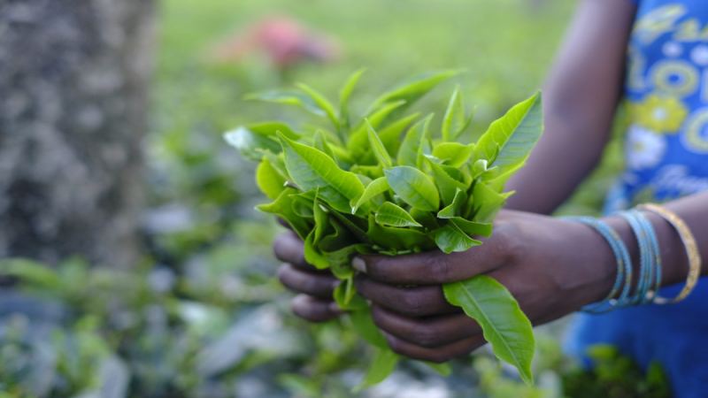 印度阿薩姆紅茶從何而來？CTC工藝與茶園旅遊全攻略