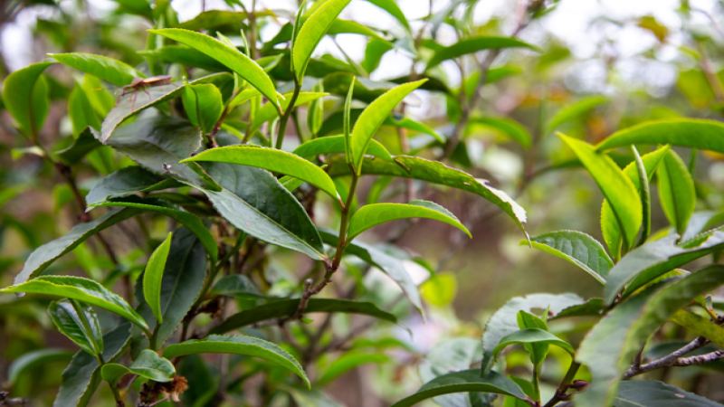 雲南高山紫紅茶產地揭秘｜花青素含量與品飲風味全解析