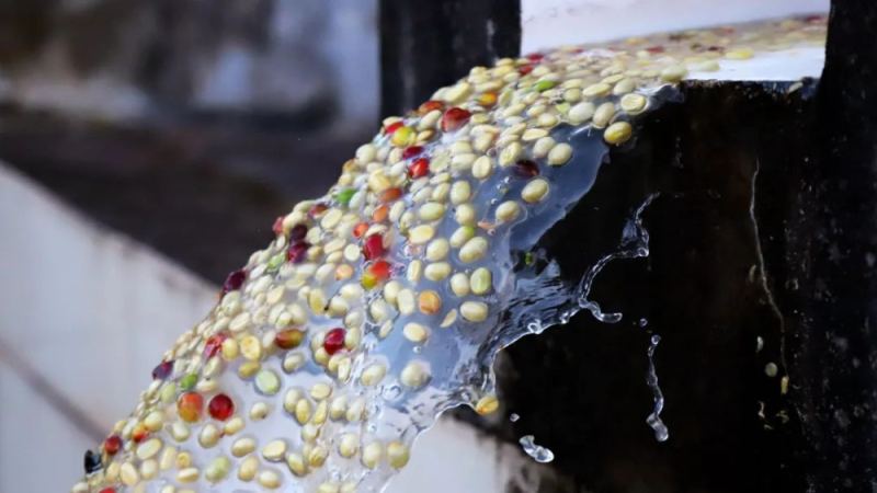 水洗處理法入門：流程、風味特點與耶加雪菲果丁丁實戰解析
