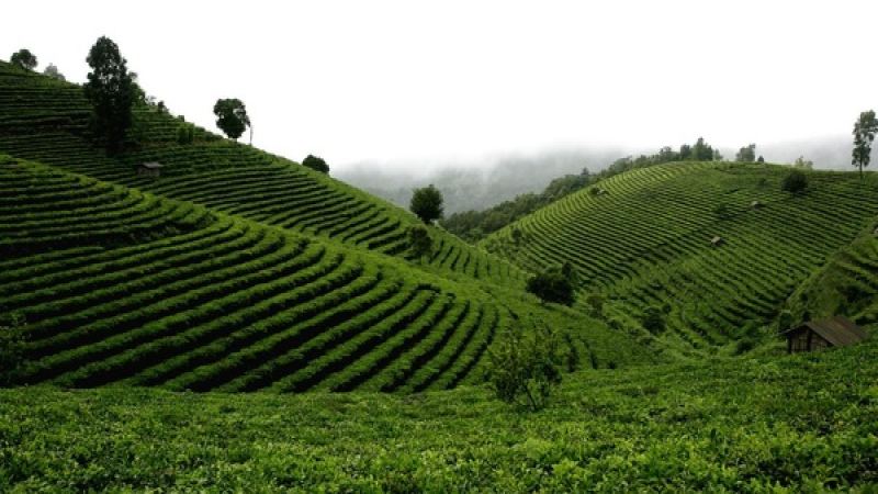 大吉嶺春摘紅茶偏綠原因解析｜雲南臺灣福建產區差異比較