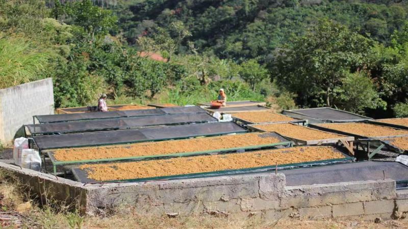 哥斯達黎加塔拉珠產區兩款經典處理法風味對比與手沖建議