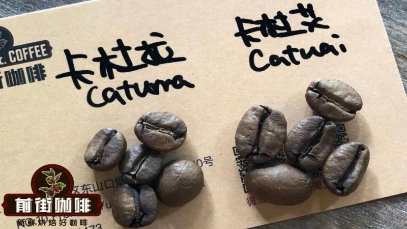 洪都拉斯荔枝蘭水洗豆：酒桶發酵工藝與風味解析｜手沖咖啡推薦