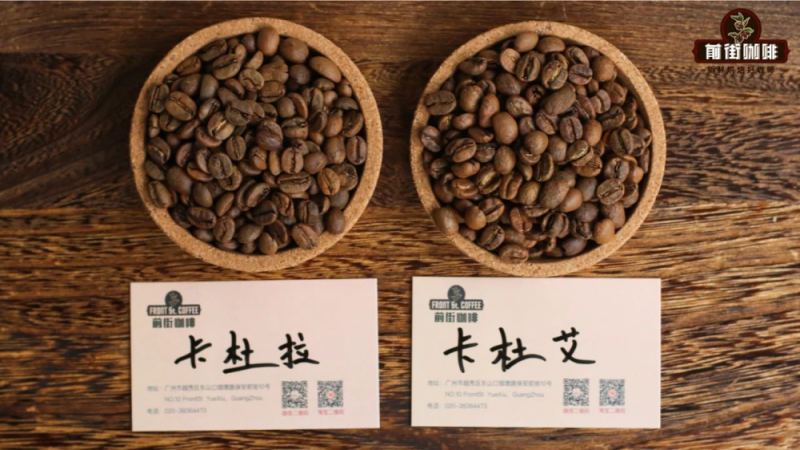 卡杜拉與卡杜艾品種解析：中美洲熱門咖啡豆的風味、種植與選購指南