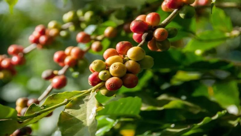 深入探訪全球阿拉比卡咖啡三大產區：風味特色與推薦豆種一次掌握