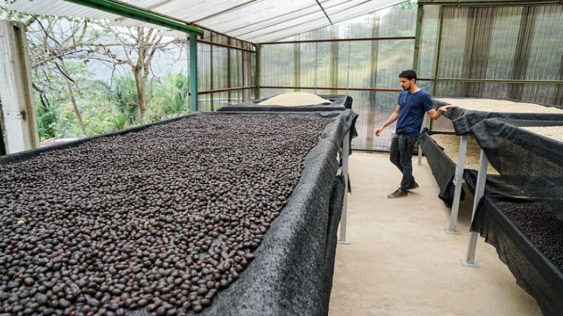 玻利維亞瓦裡奇莊園爪哇咖啡豆：日曬風味與小農種植全解析