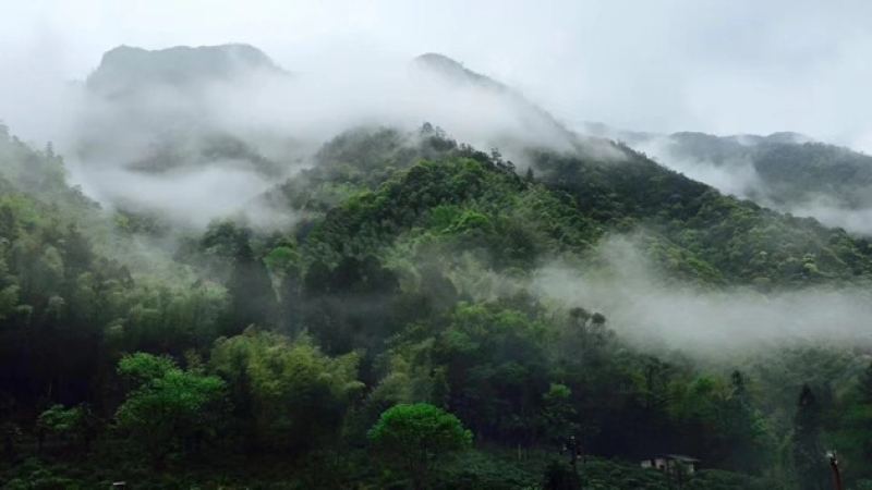 正山小種與外山小種怎分辨？煙薰、星村、桐木紅茶差在哪？