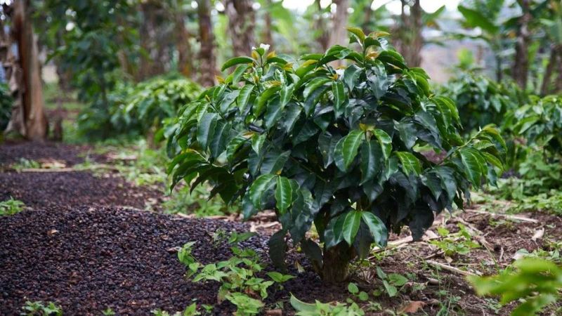 淺烘花香豆，烘焙深淺決定花果表現