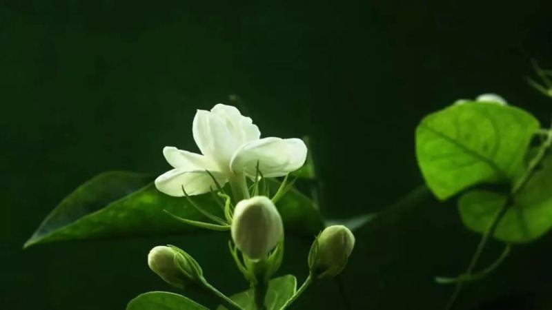 咖啡與茉莉花的創意融合：3種沖泡方式與參數實戰指南