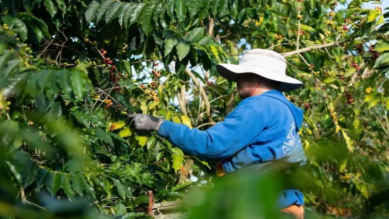 夏威夷科納咖啡豆入門指南：風味、分級與手沖技巧全解析