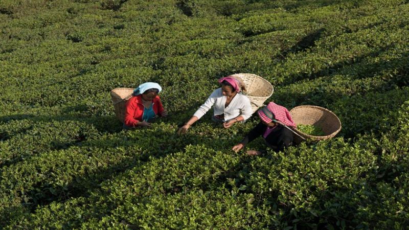 大吉嶺秋摘紅茶怎麼挑？風味、等級與價格一次搞懂