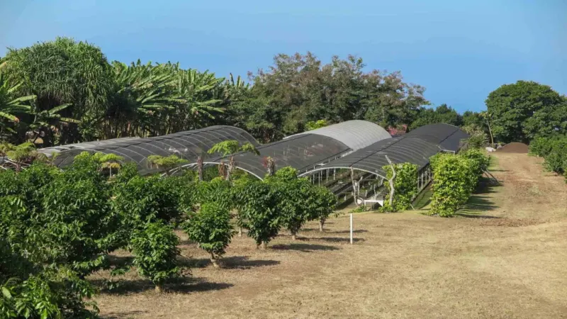 夏威夷科納咖啡產區解析與三段式手沖技巧指南