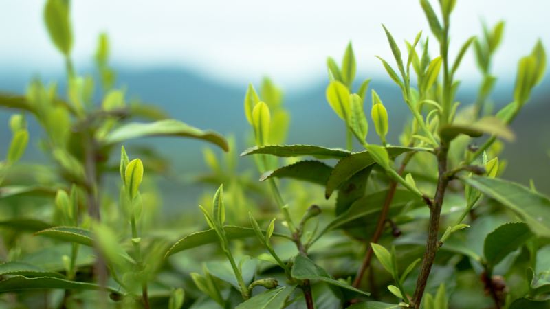 茶文化入門首選！7部經典紀錄片解析全球茶產業脈絡