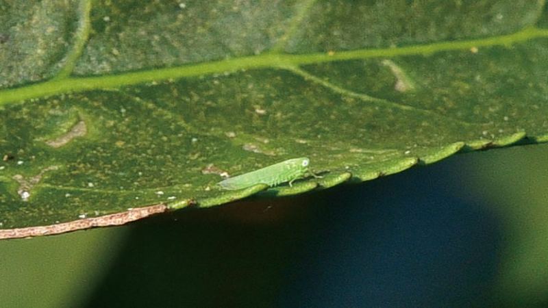 臺灣東方美人茶冷熱泡指南｜白毫烏龍茶起源與釀蜜香秘密